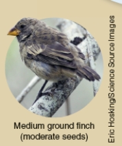 <strong>Which of the following ecological concepts is illustrated by Darwin's Finches as shown below? </strong> A)Ecological succession B)Comparative anatomy C)Co-evolution D)Resource partitioning