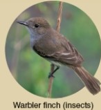<strong>Which of the following ecological concepts is illustrated by Darwin's Finches as shown below? </strong> A)Ecological succession B)Comparative anatomy C)Co-evolution D)Resource partitioning
