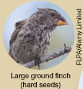 <strong>Which of the following ecological concepts is illustrated by Darwin's Finches as shown below? </strong> A)Ecological succession B)Comparative anatomy C)Co-evolution D)Resource partitioning
