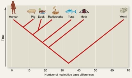<strong>Using the figure below determine which of the following pairs of organisms are most closely related? </strong> A)Human and pig B)Human and yeast C)Duck and rattlesnake D)Moth and tuna