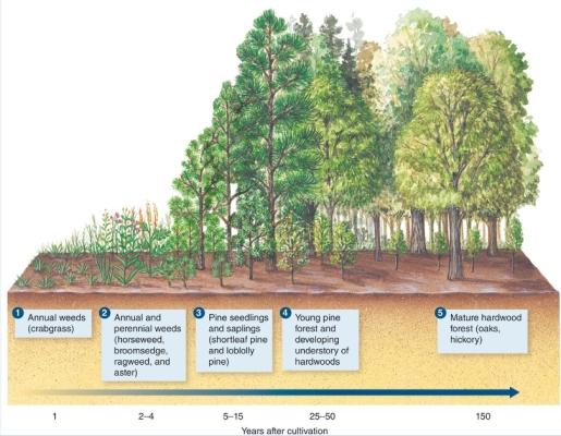 <strong>What process is illustrated in the figure? </strong> A)Ecological niches B)Primary succession C)Secondary succession D)Resource partitioning