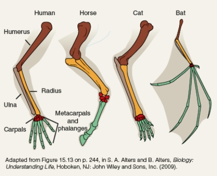 Explain what is shown in the two diagrams below. How does this help to provide evidence to support evolution?