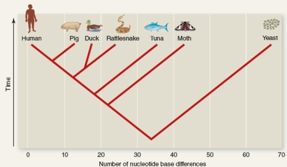 Explain what is shown in the two diagrams below. How does this help to provide evidence to support evolution?