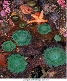 <strong>Which of the following does the photograph BEST illustrate? </strong> A)community B)biosphere C)landscape D)population