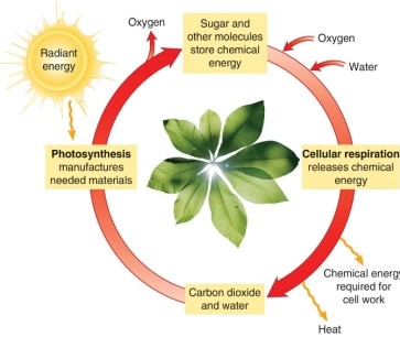<strong>How would an ecologist classify the organism shown below? </strong> A)decomposer B)primary consumer C)producer D)secondary consumer