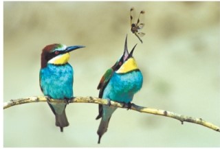 <strong>How would an ecologist classify both the animals shown below? </strong> A)decomposers B)primary consumers C)producers D)carnivores