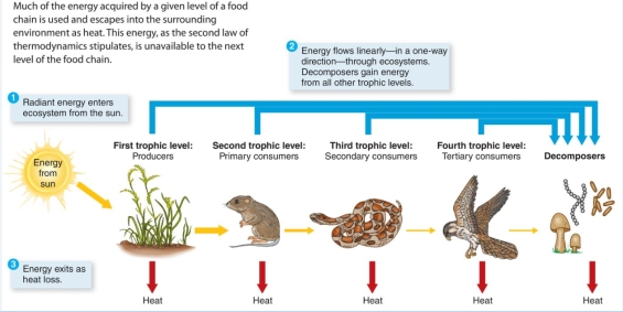 <strong>This figure BEST illustrates: </strong> A)how energy is recycled in an ecosystem. B)how our atmosphere maintains its temperature. C)the importance of decomposers in an ecosystem. D)the one-way flow of energy in an ecosystem.