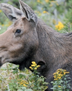 <strong>The moose shown here eating grass would MOST LIKELY be a member of what trophic level? </strong> A)First B)Second C)Third D)Fourth