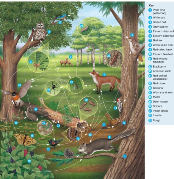 <strong>Which statement BEST portrays the American robin in the food web below? </strong> A)Consumers that eat herbivores and can be considered primary consumers B)Secondary consumers that eat primary consumers and can be considered herbivores C)Both primary and secondary consumers and can be considered omnivores D)Tertiary consumers and are also called heterotrophs