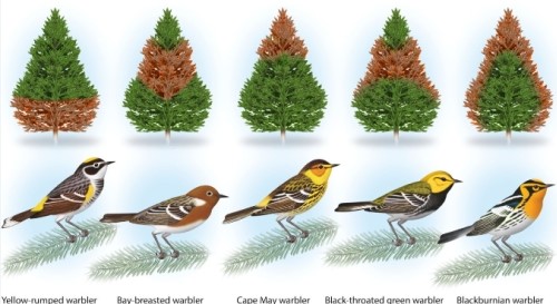 <strong>The red patch on each of the trees shows where each type of warbler normally eats. This is an example of: </strong> A)commensalism B)competitive exclusion C)geographic isolation D)resource partitioning