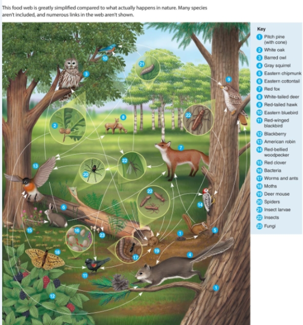 Look at the picture below. If something happened and all of the gray squirrels in the ecosystem were killed, what could possibly happen to the number of deer mice?