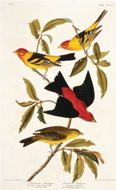 <strong>The engraving shown below is the work of ___, who became famous for his portraits of birds and other animals. </strong> A)John James Audubon B)Rachel Carson C)George Perkins Marsh D)John Muir
