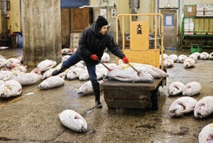 <strong>The photograph below is of the Tsukiji Market in Japan. Which of the following statements describes why there are so many Bluefin Tuna available for purchase? </strong> A)Dams on rivers trapped many Bluefin Tuna that were migrating upstream to spawn. B)Water pollution from pesticide runoff impaired the swimming ability of Bluefin Tuna in coastal areas so they were more easily captured in fishing nets. C)Bluefin Tuna are being overfished in certain parts of the ocean. D)Global climate change is disrupting Bluefin Tuna migration paths and they now move directly in the main shipping channels and have to be captured to reduce potential damage to cargo ships.