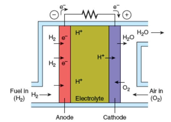 <strong>As illustrated below, the electrodes in a fuel cell system </strong> A)provide oxygen for energy-releasing chemical reactions. B)provide a flow of negatively charged electrons to generate electricity. C)extract hydrogen atoms from a variety of chemical substrates. D)convert diatomic hydrogen into water. E)convert diatomic oxygen into water.