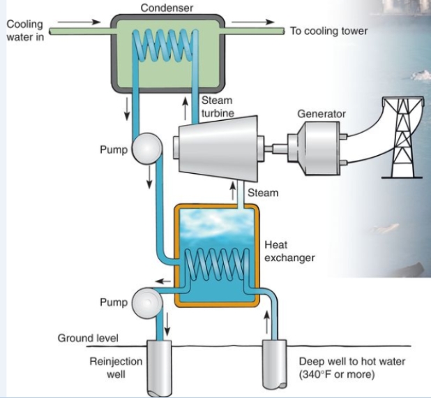 <strong>Which of the following best describes how this geothermal heat pump works? </strong> A)the pressure of hot water from a deep well turns a turbine and generates electricity. B)Steam separated from hot water pumped from underground turns a turbine and generates electricity. C)water is transferred from a deep well to a coil exposed to solar radiation to heat the water sufficiently to generate steam, which turns a turbine and generates electricity D)a pipe with heated oil is sent deep into Earth to initiate a volcanic eruption then is tapped so that the energy can be used to generate electricity. E)water is transferred from a deep well into a hot water tank, which is kept at a constant temperature by combustion of natural gas.
