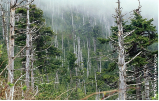 <strong>There is a coal burning electric power plant in the vicinity of this forest. What is most probably responsible for the dead trees? </strong> A)transportation of coal to the electric plant has physically harmed the trees' roots B)the heat from the power plant raises the ambient temperature in the forest, which stresses the trees C)particulate matter emissions associated with the combustion of coal can reduce photosynthesis resulting in forest decline D)sulfur and nitrogen oxides from power plant's emissions react with water vapor resulting in acid deposition which contributes to forest decline E)the dead trees are the natural result of a mature forest