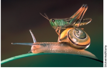 <strong>Which of the following illustrations best represents ecosystem diversity? A B C</strong> A)A B)B C)C D)both A and B E)none of these illustrations capture ecosystem diversity