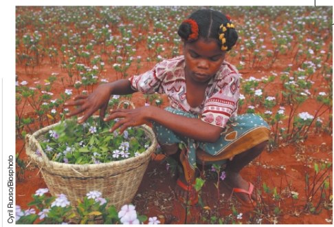 <strong>What ecosystem service might be provided by a field of rosy periwinkles? </strong> A)prevention of biodiversity hotspot B)purify air and water C)provide humans with space for urban development D)absorb oxygen (oxygen storage) E)habitat for disease carrying insects