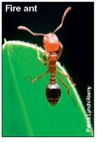 <strong>Which of the illustrated species below is considered endangered? A B C D E</strong> A)A B)B C)C D)D E)E