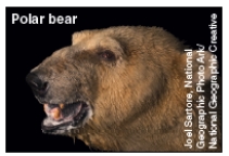 <strong>Which of the illustrated species below is considered endangered? A B C D E</strong> A)A B)B C)C D)D E)E