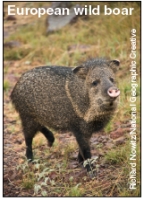 <strong>Which of the illustrated species below is considered endangered? A B C D E</strong> A)A B)B C)C D)D E)E