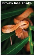 <strong>Which of the illustrated species below is considered endangered? A B C D E</strong> A)A B)B C)C D)D E)E