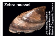 <strong>The mollusk pictured below is best described as </strong> A)an invasive species that has caused billions of dollars in damage. B)a prized delicacy that is illegally hunted for commercial purposes. C)a model of a successful captive breeding program. D)a species that unregulated harvesting has driven to the brink of extinction. E)an ocean filter that regulates pollution of large bodies of water.