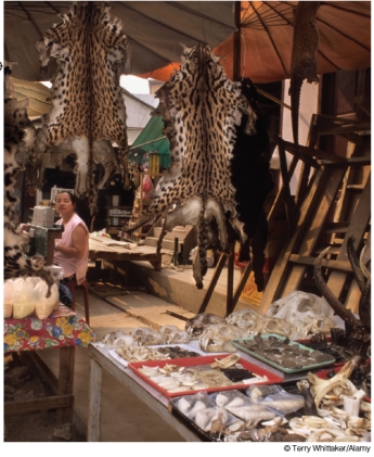 <strong>What international level legislation was enacted by 175 countries in order to prevent the type of exploitation occurring in Myanmar that is illustrated below? </strong> A)Convention on International Trade in Endangered Species of Wild Flora and Fauna (CITES) B)International Union for the Conservation of Nature C)U.N. Environment Program D)World Wildlife Fund E)Global Poacher Enforcement Deed