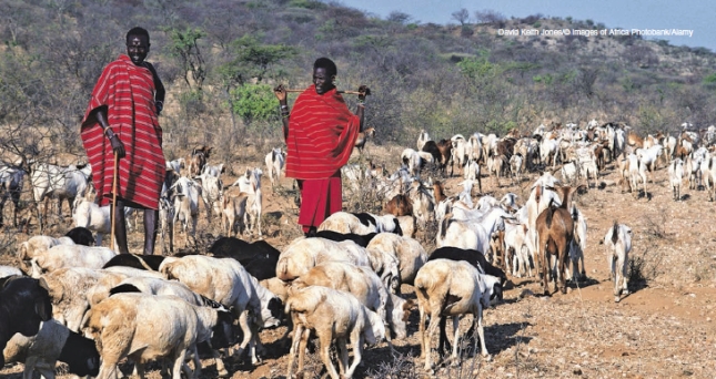 <strong>Which of the following statements best describes the type of agricultural practice seen below? </strong> A)production of enough product for a single family's needs B)a land intensive form of subsidence agriculture in which livestock is supported by land too arid for successful crop growth C)harvesting a variety of plants on the same field simultaneously D)a type of subsistence agriculture that requires large inputs of energy from humans and draft animals E)a type of industrialized agriculture that requires large inputs of capital and fossil fuel energy inputs