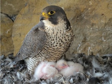 <strong>The decline of Peregrine falcons in the United States due to the use of DDT is an example of? </strong> A)biological magnification B)bioaccumulation C)genetic resistance D)green revolution E)biological resistance
