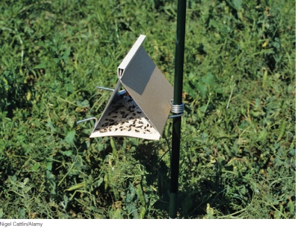 <strong>What tool of integrated pest management is illustrated below? </strong> A)cultivation practices B)resistant crop varieties C)natural enemies D)judicious use of pesticides E)pheromone traps