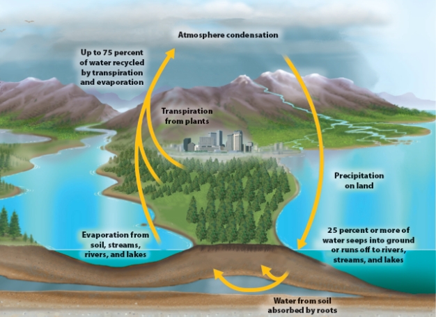 <strong>The figure below shows the role of forests in the hydrological cycle. Based on this figure, how would clearing the trees on a stretch of land disrupt this process? </strong> A)Transpiration would increase B)Infiltration (water seeping into the ground)would increase C)Surface runoff would increase D)Evaporation from soil remain unchanged
