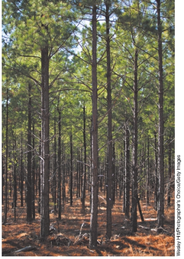 <strong>The photograph below shows a ___ since the trees are of uniform size and age and are all of the same species. </strong> A)seed tree formation B)clear-cut forest C)shelterwood forest D)tree plantation