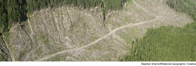 <strong>The area shown in the photograph below is an example of: </strong> A)clear cutting B)contour farming C)monoculture D)selective cutting