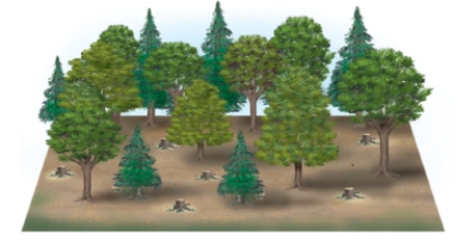 <strong>The tree harvesting techniques shown below are: a = ___ and b = ___. A B</strong> A)a = shelterwood cutting; b = Clear-cutting B)a = selective cutting; b = shelterwood cutting C)a = seed tree cutting; b = Clear-cutting D)a = selective cutting; b = seed tree cutting