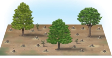 <strong>The tree harvesting techniques shown below are: a = ___ and b = ___. A B</strong> A)a = shelterwood cutting; b = Clear-cutting B)a = selective cutting; b = shelterwood cutting C)a = seed tree cutting; b = Clear-cutting D)a = selective cutting; b = seed tree cutting
