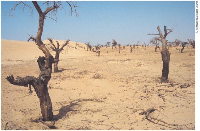 <strong>The picture of the African region shown below illustrates 1 reduced carrying capacity of a rangeland. 2 desertification 3 overgrazing</strong> A)1 only B)2 only C)3 only D)1,2, and 3