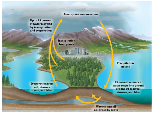 Based on the figure below that shows the role of forests in the hydrological cycle, describe how clearing trees in an area would affect that region.