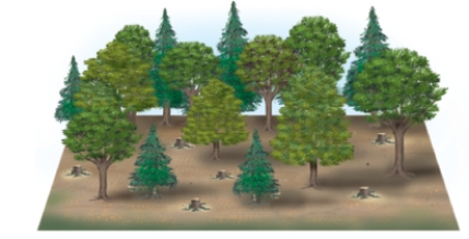 From the figures below, identify and discuss the four ways in which forest trees are currently harvested. Which method is the most ecologically sound, and why? Which method is the most economical? If your answer is different for these two questions, how could a compromise be reached? A B C D