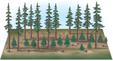 From the figures below, identify and discuss the four ways in which forest trees are currently harvested. Which method is the most ecologically sound, and why? Which method is the most economical? If your answer is different for these two questions, how could a compromise be reached? A B C D