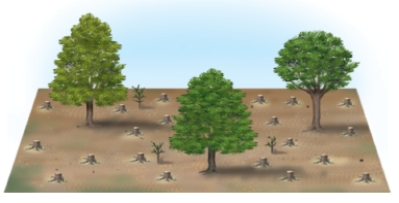 From the figures below, identify and discuss the four ways in which forest trees are currently harvested. Which method is the most ecologically sound, and why? Which method is the most economical? If your answer is different for these two questions, how could a compromise be reached? A B C D