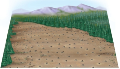 From the figures below, identify and discuss the four ways in which forest trees are currently harvested. Which method is the most ecologically sound, and why? Which method is the most economical? If your answer is different for these two questions, how could a compromise be reached? A B C D