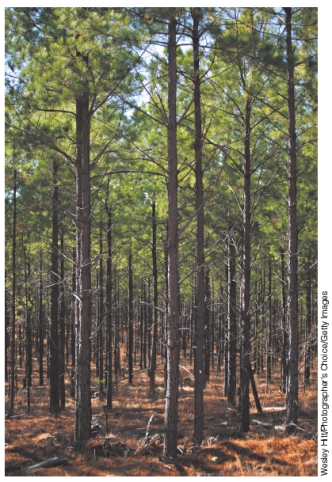 How does the ecosystem pictured below differ from that of an old forest?
