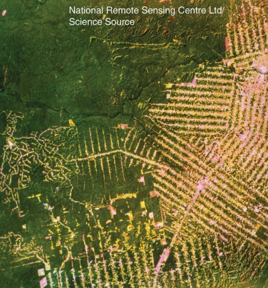 What does the photograph from the Amazon rainforest below show? How is what is shown related to deforestation?
