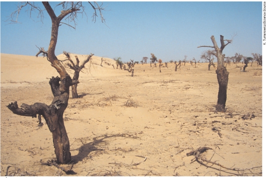 What is illustrated in the photo below taken in the Sahel region of Africa. Use and explain the following terms/concepts as part of your response - adaptation of grasslands to grazing and drought, carrying capacity of rangelands, overgrazing, and desertification.