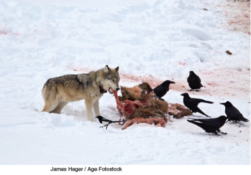 The two photographs below represent solutions to some of the threats faced by National Parks in the U.S. today. Describe the threat and explain how what is shown in the photo is a potential solution. A B