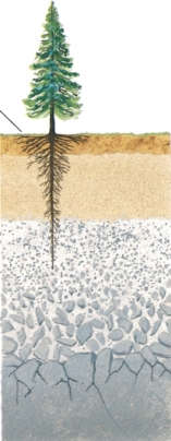 <strong>In the diagram below, the horizontal layers are called ___ while the entire vertical section of the soil from surface to bedrock is called ___. </strong> A)soil horizons…soil profile B)topsoil…topography C)soil profile…leaching D)humus…soil horizons