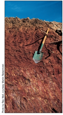 <strong>Why does this soil have no O-horizon? </strong> A)The O- horizon has been plowed under for agriculture. B)Considerable leaching has eliminated the O- horizon. C)Soil erosion has eliminated the O- horizon. D)Forest soils like this one have no O-horizon.