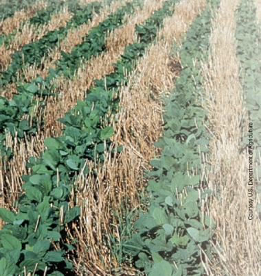 <strong>In the photo below, what method is being used to reduce soil erosion? </strong> A)Conservation tillage B)Crop rotation C)Shelterbelt D)Terracing