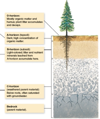 The figure (A)below shows a generalized soil profile. Explain what a soil profile is then apply this information to compare and contrast the soil profile in the two photographs (B and C)below. A B C